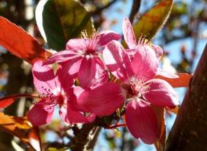 Jacquie's Crabapple blossom 