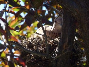 This little bird hiding in her nest in our plum tree reminds me of what we creatives often do ... © 2013 Jacquie Garton-Smith