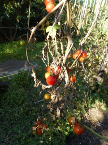  Cherry Tomatoes finishing © 2014 Jacquie Garton-Smith